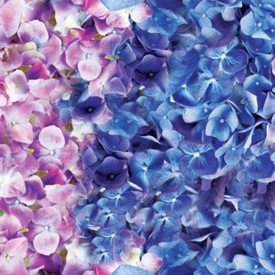 Bingo Soft Konsantre Çamaşır Yumuşatıcısı Ortanca 1440 ml