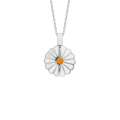 Daisy Kolye 718923