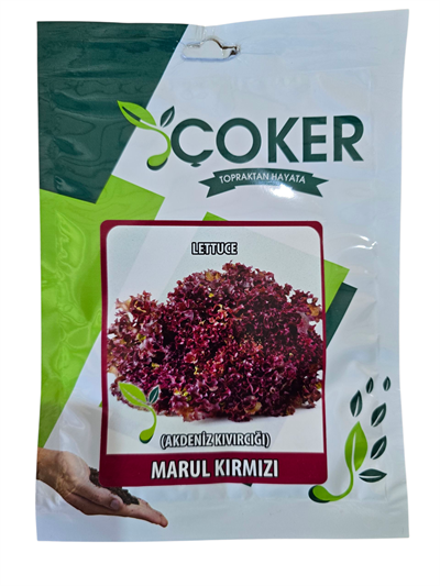 MARUL KIRMIZI (AKDENİZ MARULU