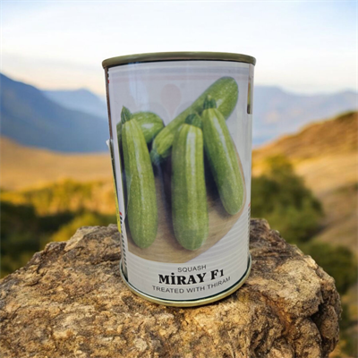 MİRAY F1 KABAK TOHUMU