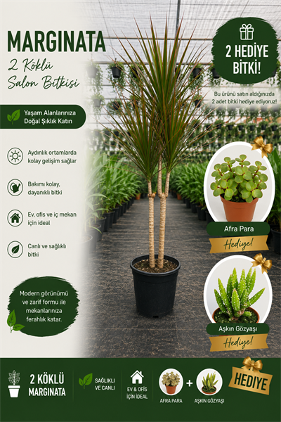 🌿 Bereket ve Şıklık Paketi | 2 Köklü Marginata(100-110Cm) + 2 Hediye Bitki 🌿