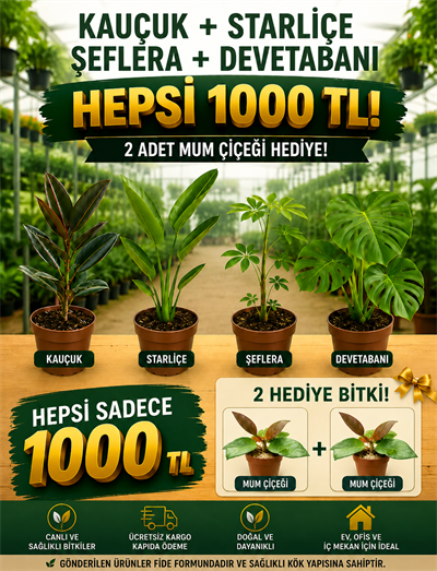 🌿 Difenbahya + Starliçe + Şeflera + Devetabanı 4'lü Dev Salon Bitkisi Seti + Peperomia Umut & Mum Bitkisi Hediye