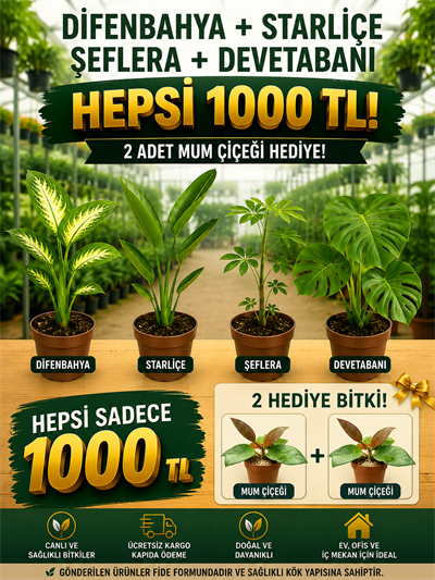 🌿 Difenbahya + Starliçe + Şeflera + Devetabanı 4'lü Dev Salon Bitkisi Seti + Peperomia Umut & Mum Bitkisi Hediye