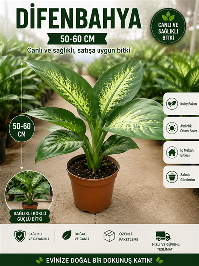 🌿 Difenbahya Tropic Snow 50-60 cm Büyük Yapraklı Canlı Salon Bitkisi