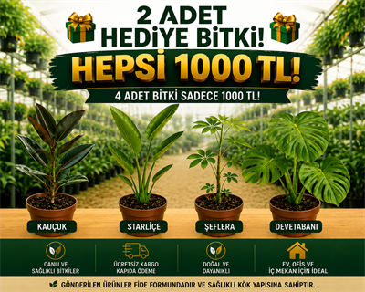 🌿 Kauçuk + Starliçe + Şeflera + Devetabanı 4'lü Dev Salon Bitkisi Seti + 2 Bitki Hediye