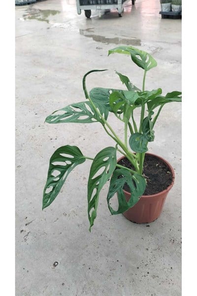 🌿 Monstera Monkey Mask (Deve Tabanı) 25-50 cm – Canlı, Dekoratif, Hava Temizleyen Bitki 🌿