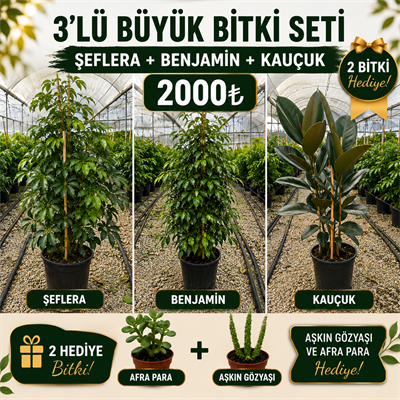 🌿 Şeflera + Benjamin + Kauçuk Bitkisi Seti | 3'lü Dev Salon Bitkisi + 2 Hediye