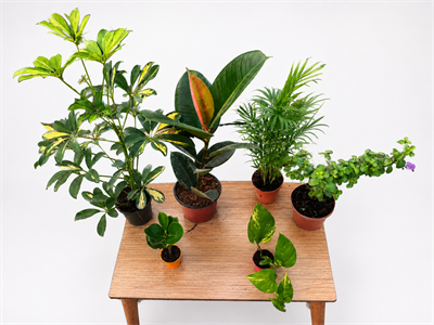 🎁 Şeflera, Kauçuk, Areka Palmiyesi ve Afra Para Ağacı | Peperomia & Patos Hediyeli Bitki Seti