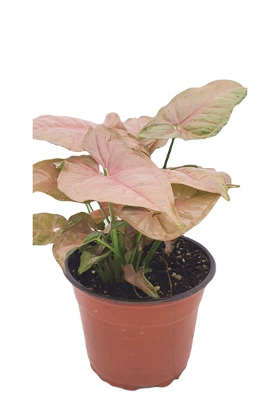 - Syngonium Podophyllum 'neon Pink Robusta' | Melek Kanadı 12 Cm Ø H:25