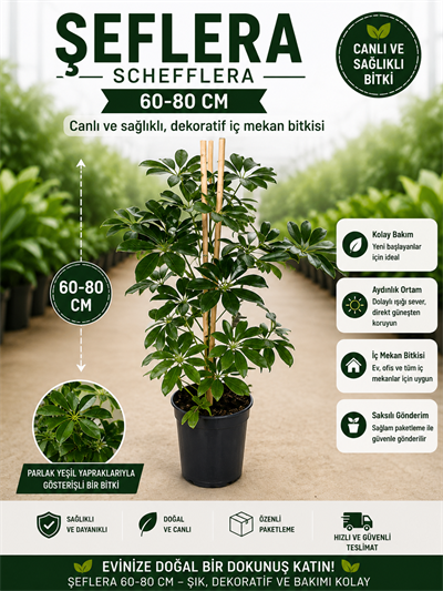 🌿 Tek Gövdeli Şeflera 60-80 cm Canlı Salon Bitkisi | Bakımı Kolay Dekoratif Çiçek
