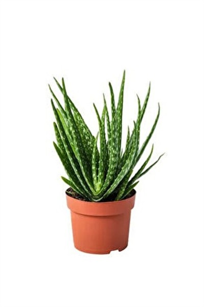 1 Adet Yetişkin Aloevera 3 Yaş Aloe Vera