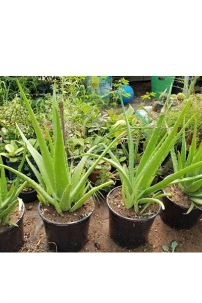 2 Adet Yetişkin Aloevera 3 Yaş Aloe Vera2 Ürünler