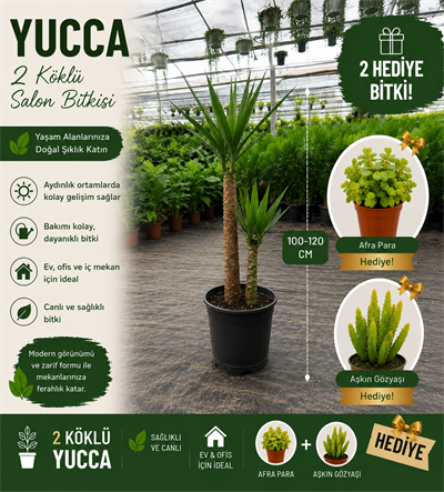 2 Köklü Dev Yuca Salon Bitkisi 100-120CM + Afra Para ve Aşkın Gözyaşı HEDİYE!