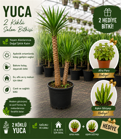 2 Köklü Dev Yuca Salon Bitkisi 100-120CM + Afra Para ve Aşkın Gözyaşı HEDİYE!