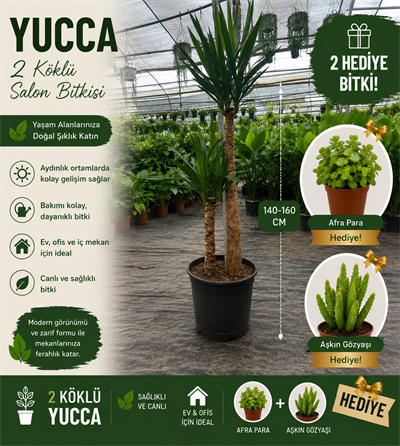 2 Köklü Dev Yuca Salon Bitkisi 140-160CM + Afra Para ve Aşkın Gözyaşı HEDİYE!