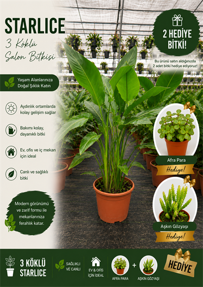3 Köklü Starliçe Prestige Seti 110Cm+ | Afra Para ve Aşkın Gözyaşı Hediyeli