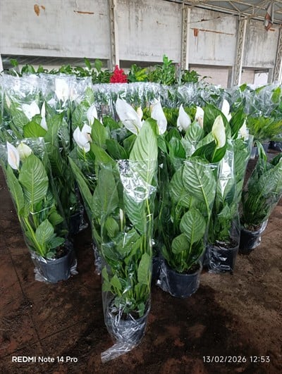 70-90 Cm Barış Çiçeği (Spathiphyllum) Büyük Boy Canlı Salon Bitkisi – Dekoratif İç Mekan Bitkisi
