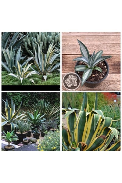 Agave Americana Fidesi Kampanya