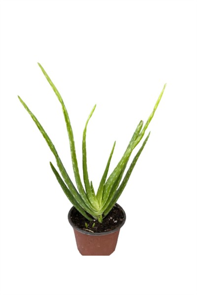 Aloevera