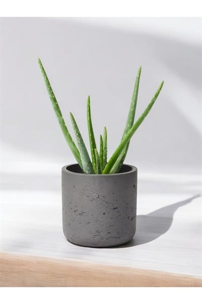 Aloevera Dekoratif Saksıda 10-12 cm çapında