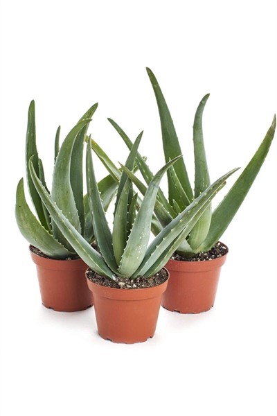 Aloevera Fidanı (boy 25-30 Cm)