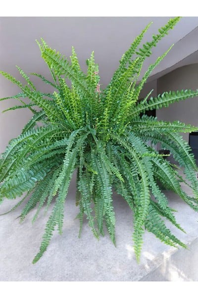 Askılı Saksıda Aşk Merdiveni Çiçeği