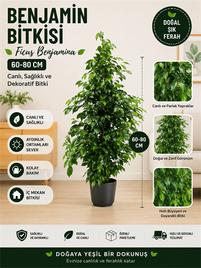 Benjamin Bitkisi 60-100 cm Ficus Benjamina Ofis Bitkisi Ev Bitkisi Salon Bitkisi