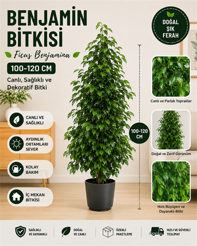 Benjamin Bitkisi (Ficus Benjamina) 60-80 cm Canlı Salon Bitkisi