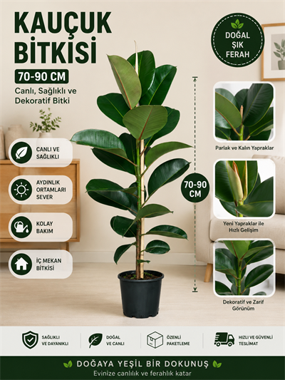 Bitki Dünyam Kauçuk Çiçeği - Ev Ofis Çiçeği