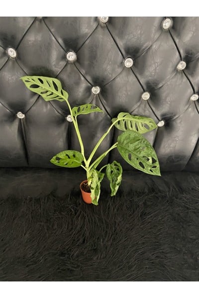 Canlı Deve Tabanı ( Monstera Monkey )