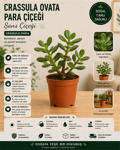 Crassula Ovata Para Çiçeği (Şans Çiçeği) | 5,5'luk Saksıda Canlı Bitki