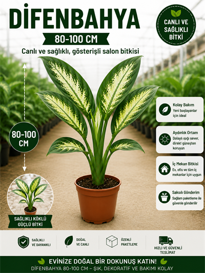 Dev Yapraklı Difenbahya (Dieffenbachia Camilla) Salon Çiçeği 80-100 cm Ağlayan Çiçek