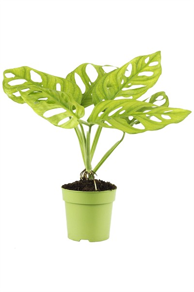 Deve Tabanı ( Monstera Monkey )