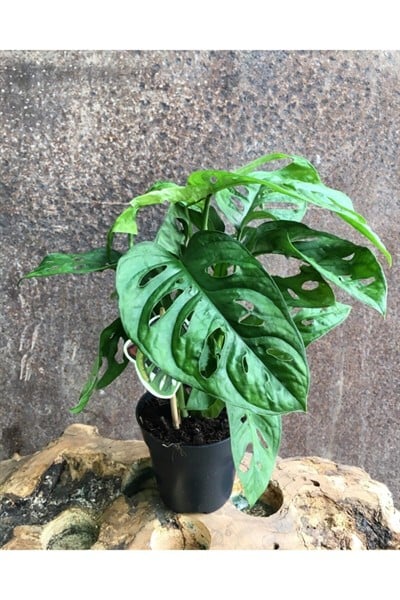 Deve Tabanı, Monstera Obliqua, Monstera Monkey, Delikli