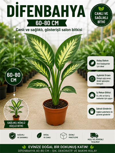 Difenbahya Ağlayan Çiçek 60-80 cm