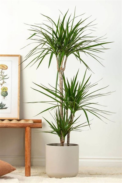 Dracaena Marginata XL - Madagaskar Dragon Ağacı 2 İki Gövdeli Canlı Salon Bitkisi 110-120 cm