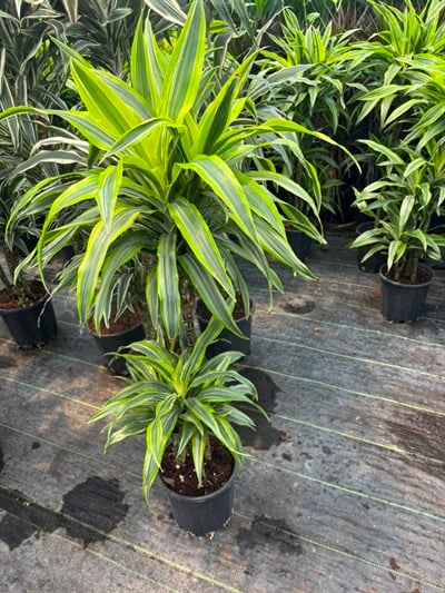 Dracena Lemon Lime XXL 3 Gövdeli