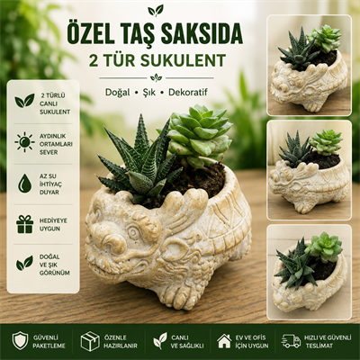 Ejderha Figürlü Taş Saksıda 2 Tür Canlı Sukulent | Dekoratif Hediye Bitkisi