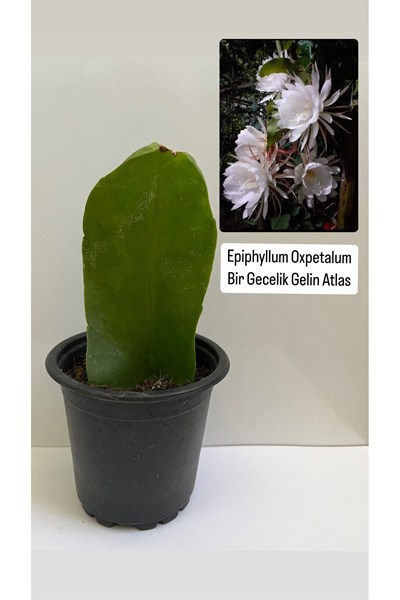 Epiphyllum Oxpetalum Bir Gecelik Gelin Beyaz Atlas 8cm saksılı
