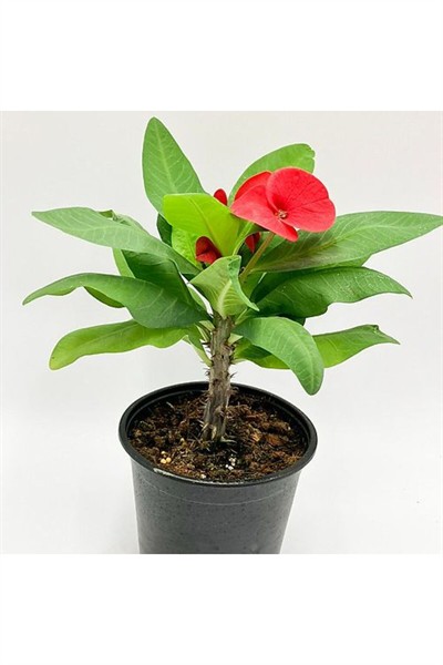 Euphorbia Milli Dikenler Tacı Kırmızı 5.5 Saksıda
