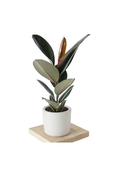 Ficus Elastica Kauçuk Ağacı Dekoratif Saksıda