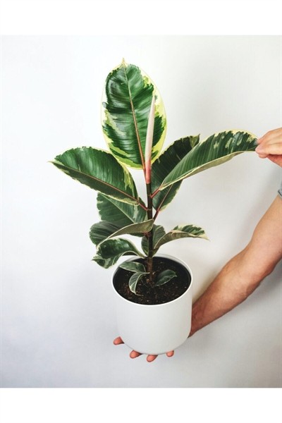 Kauçuk Ağacı Ficus Elastica Seramik Saksıda