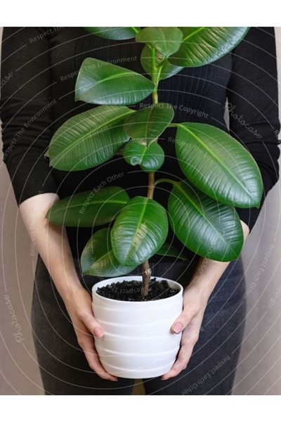 Kauçuk Ağacı Ficus Elastica Seramik Saksıda
