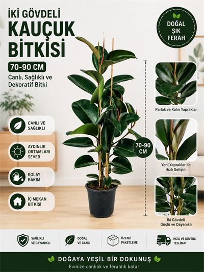 Kauçuk Bitkisi (ficus Elastica) 2 Gövdeli 80-100 Cm Iç Mekan Bitkisi Salon Bitkisi