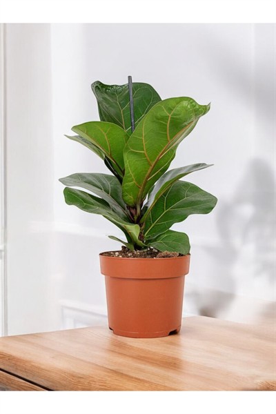 Keman yapraklı kauçuk ficus lyrata 35-50 cm