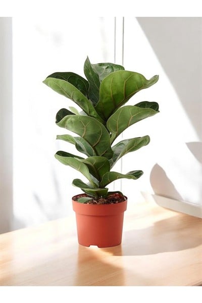 Keman yapraklı kauçuk ficus lyrata 60-80 cm