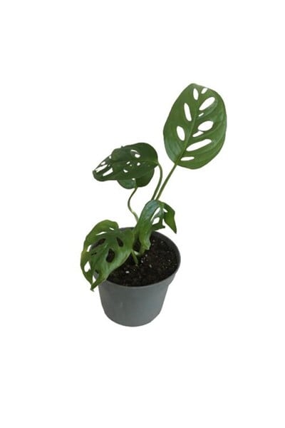 MİNİ BOY MONSTERA MONKEY MASK 25 CM
