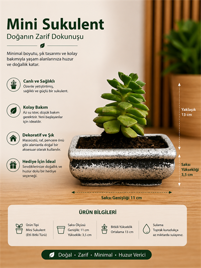 Mini Düğme Sukulent – Saksıda Canlı Dekoratif Bitki