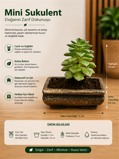 Mini Düğme Sukulent – Saksıda Canlı Dekoratif Bitki 2