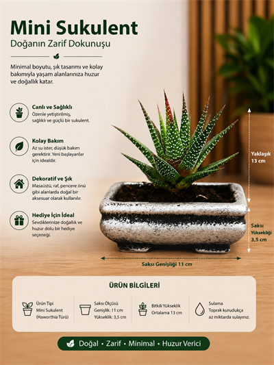 Mini Haworthia Sukulent – Dekoratif Seramik Saksılı Canlı Bitki 3
